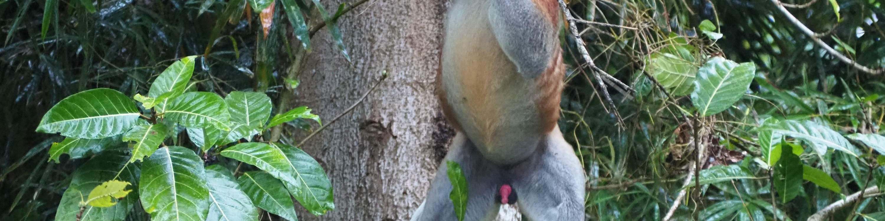 ボルネオ文化村＋ビンスルック川クルーズ コンボ日帰りツアー