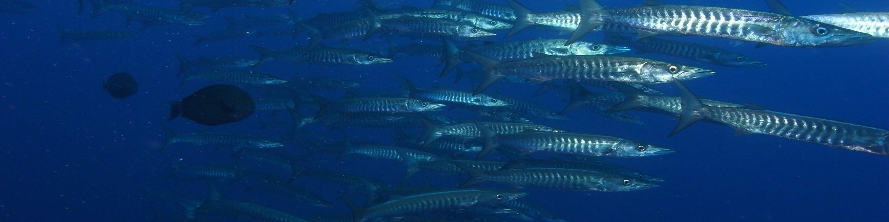 島巡りから、色鮮やかなサンゴ礁でのダイビングまで、トゥンク・アブドゥル・ラーマン海洋公園では、楽園での一日をお楽しみいただけます。