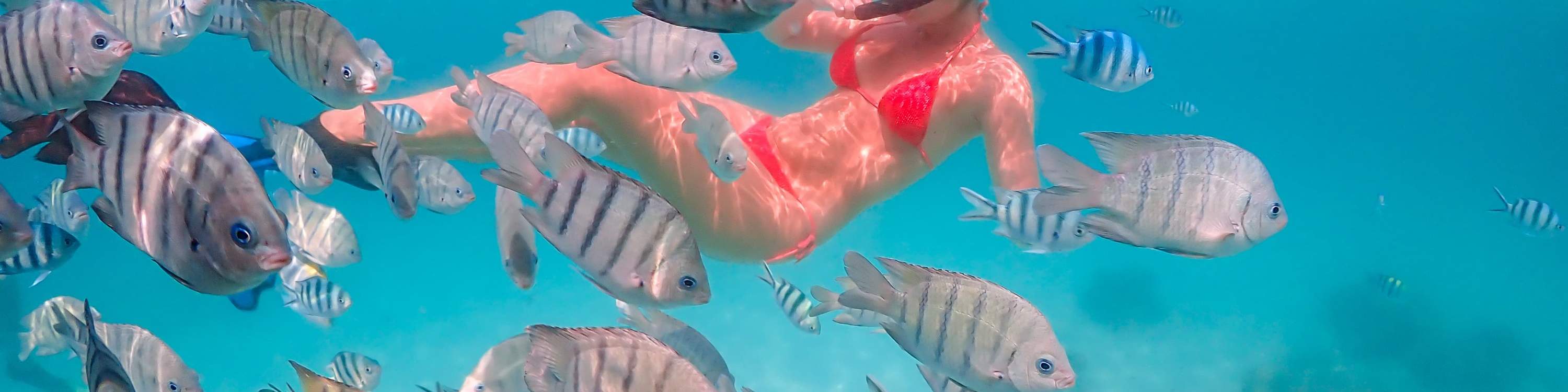 與尼莫一起潛水