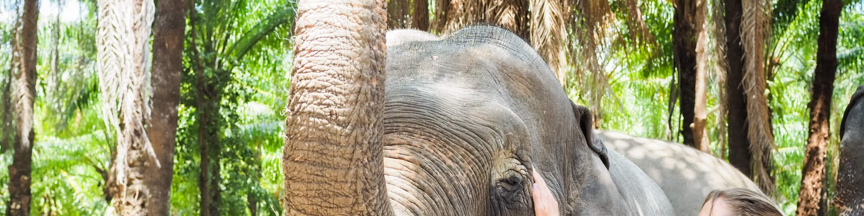 Join In Krabi Elephant Shelter in krabi Thailand Klook Australia