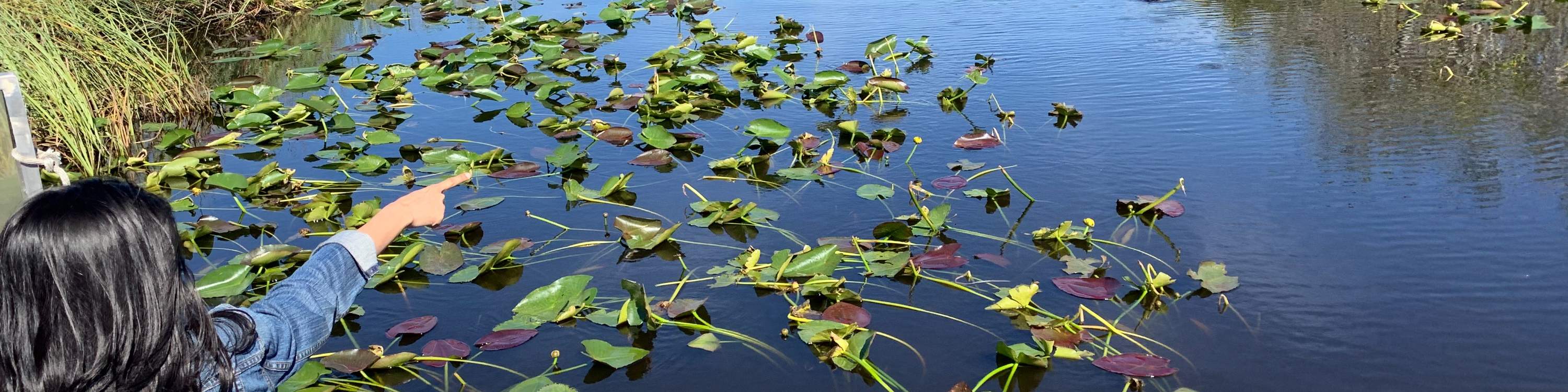 ประสบการณ์นั่งเรือแอร์โบ๊ทในเอเวอร์เกลดส์และชมจระเข้