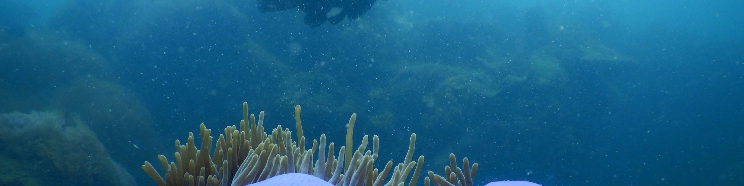 富国岛紫色珊瑚礁
