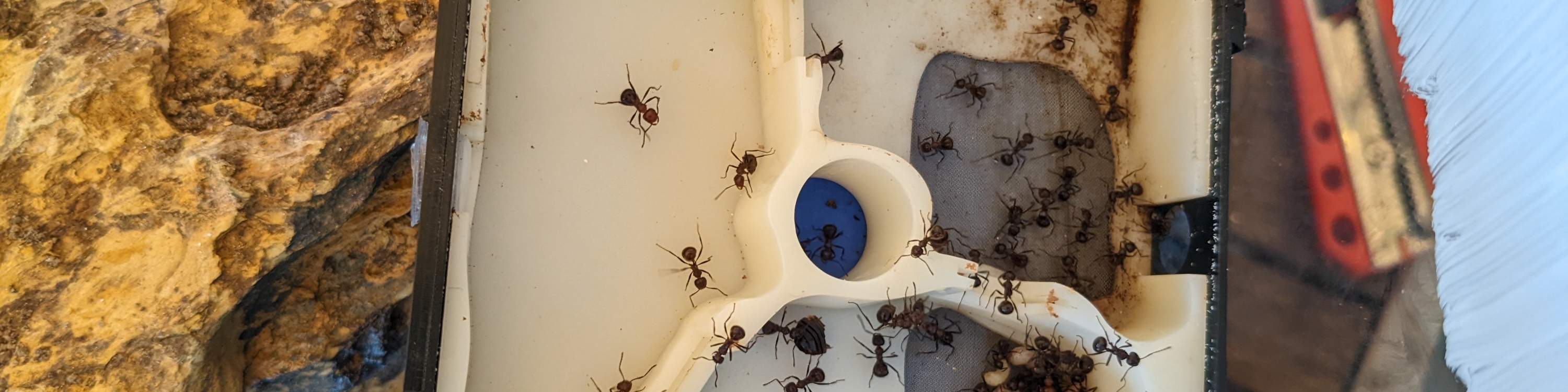 Ant Experience Singapur