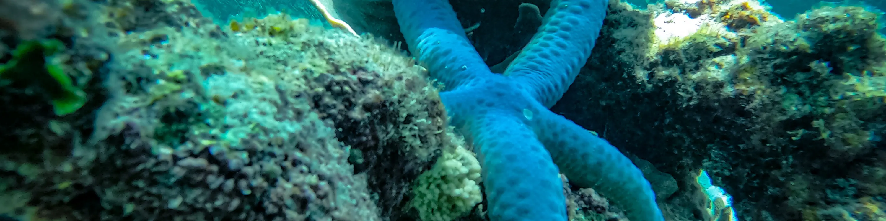 海星