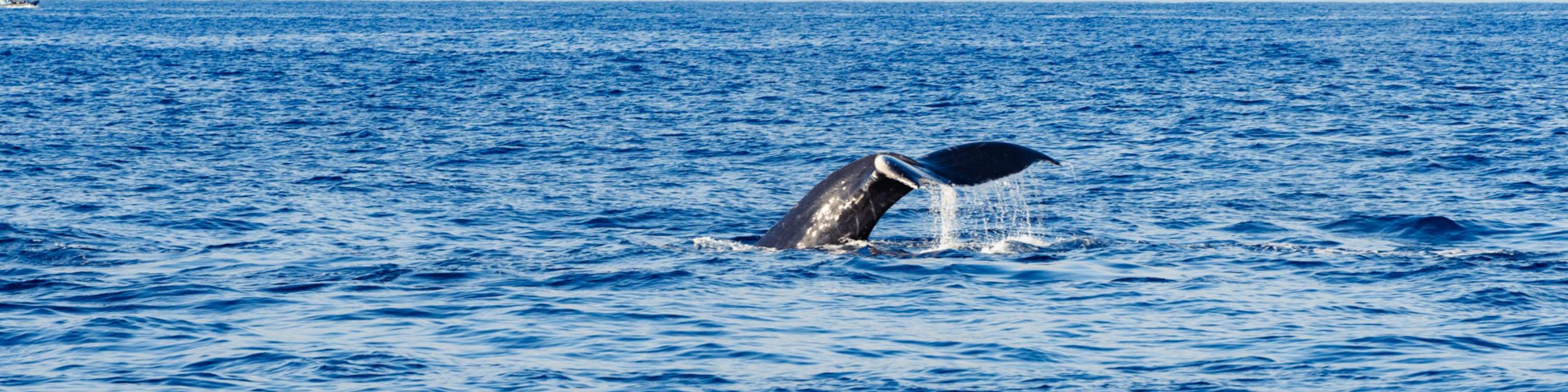 La cola de la ballena se eleva con gracia antes de desaparecer en el profundo mar azul.