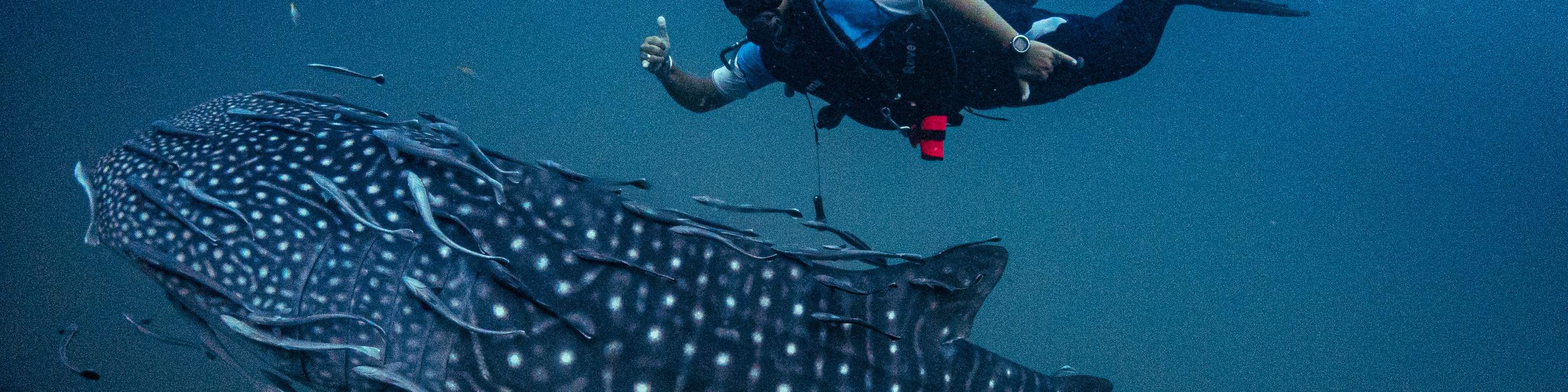 Pengalaman Kursus Air Terbuka di Koh Tao