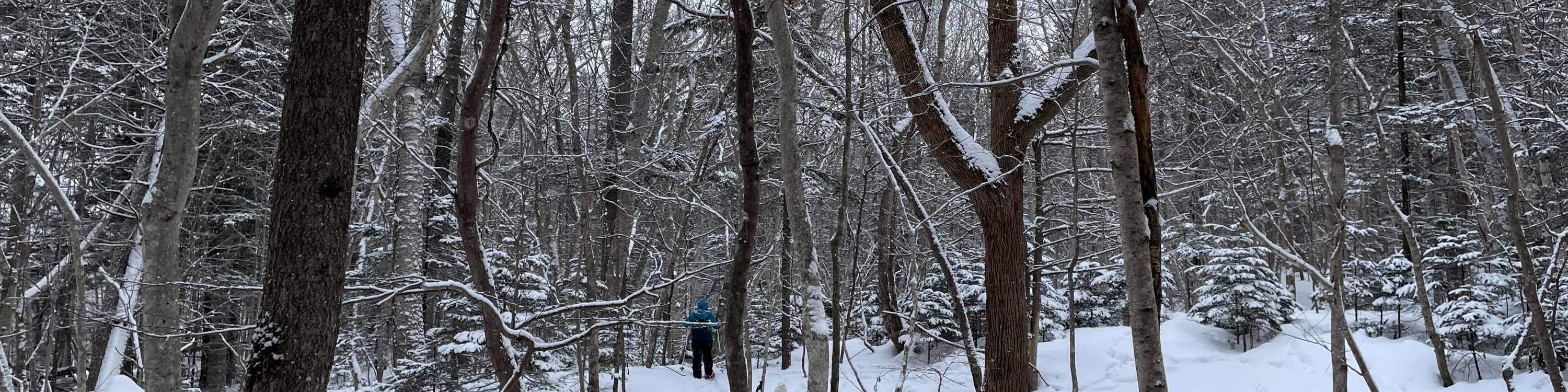 Otaru Forest Snowshoe (with transportation)
