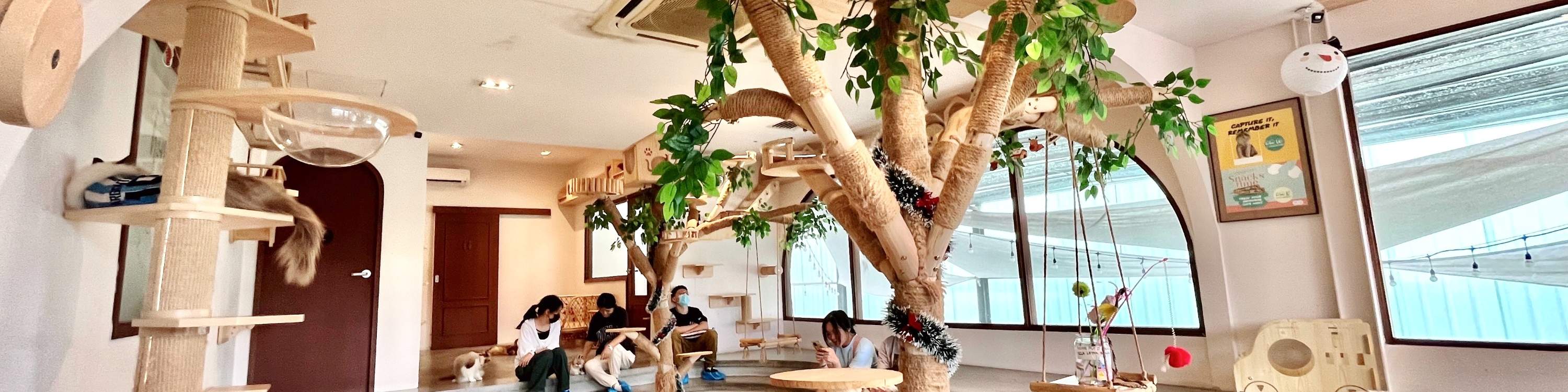 HOME by tales of paws 貓咪咖啡廳