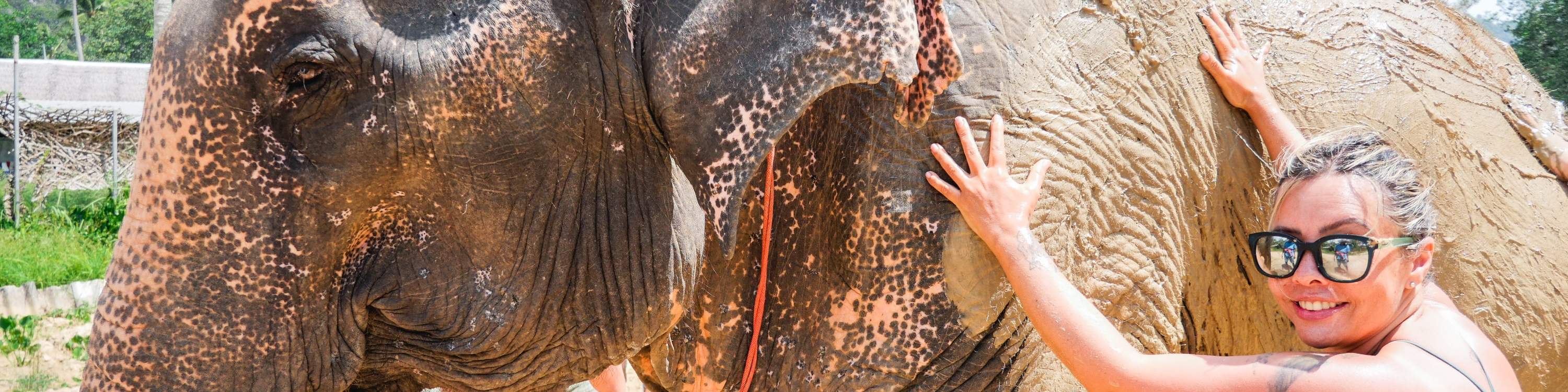 Pelajari tingkah laku gajah