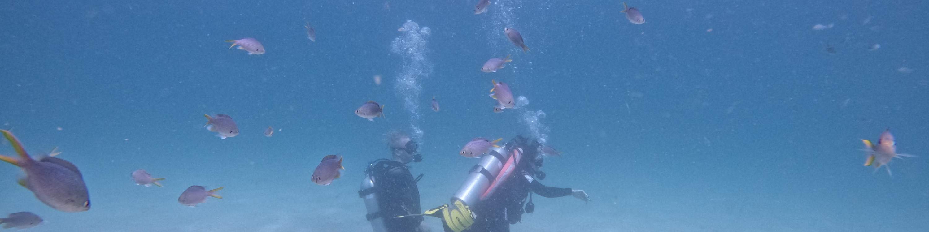 ドバイ発：スキューバダイビング＆シュノーケリング（BBQランチ付き）