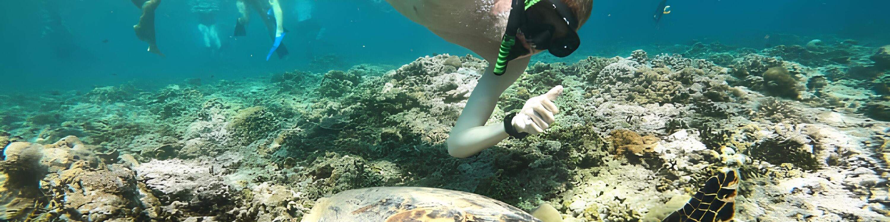 Schnorcheln mit Schildkröten