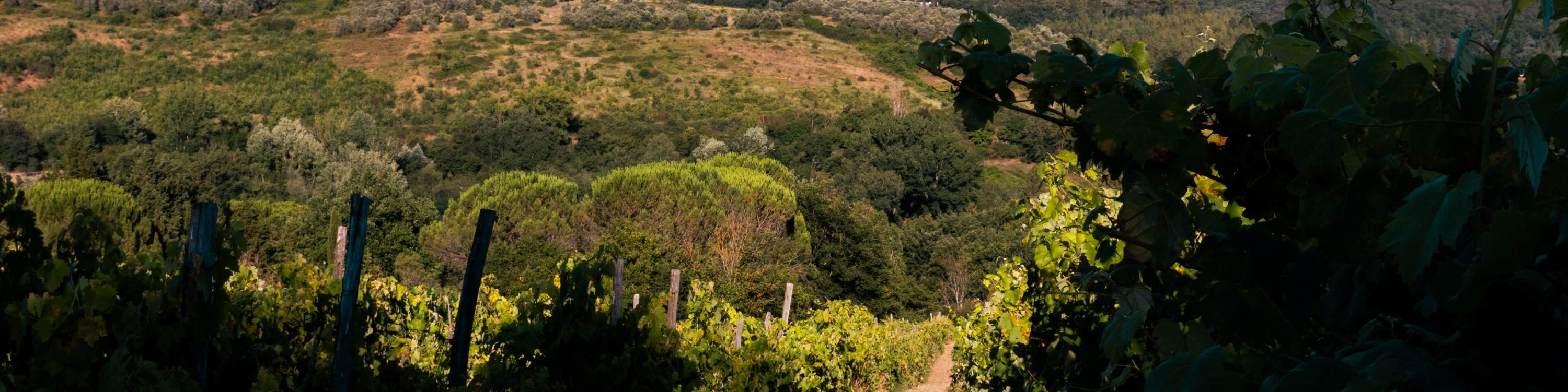 托斯卡尼橄欖油麵包烹飪課程＆品酒體驗