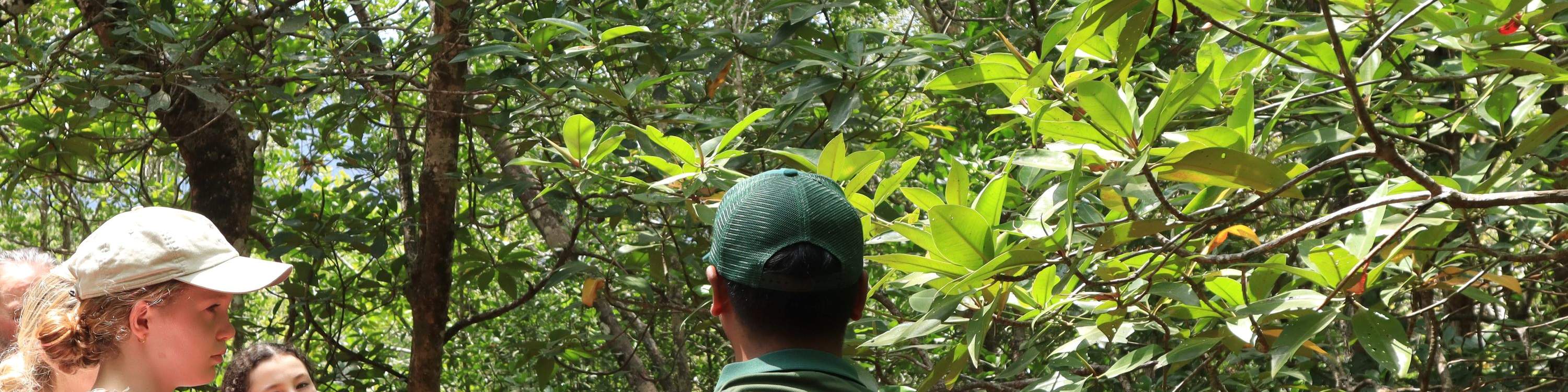 Aprender sobre la importancia de los manglares y cómo protegen nuestra costa.