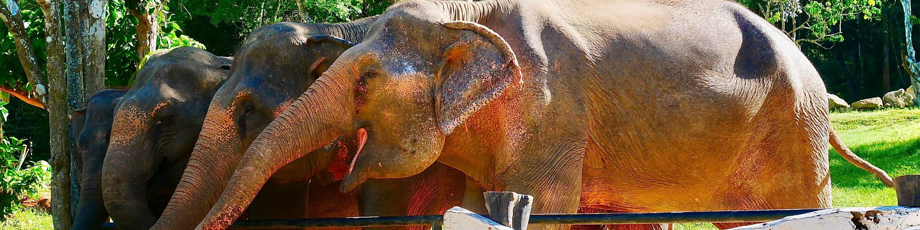 Phuket, cura degli elefanti