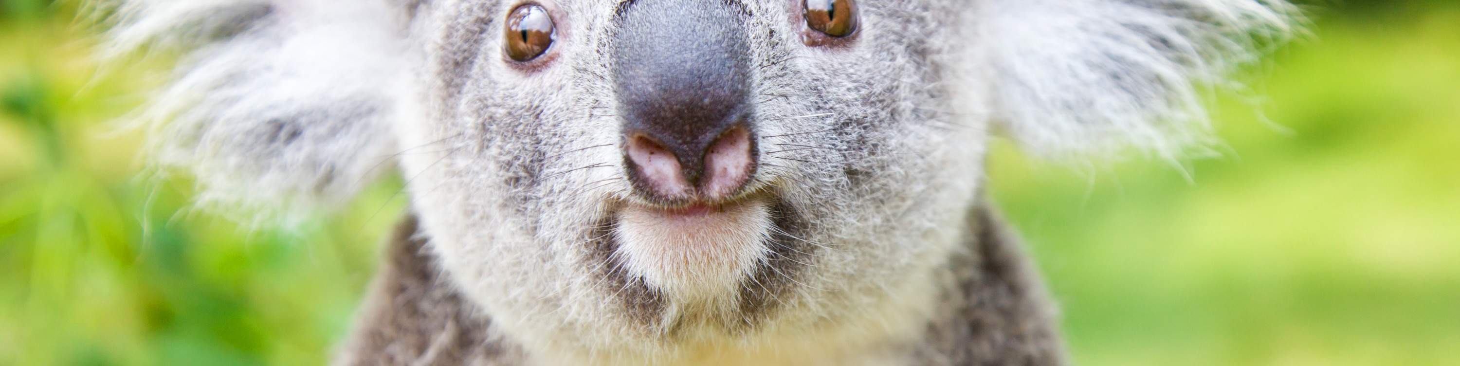 Tour di un giorno a Guangzhou Chimelong (Partenza da Guangzhou / Shenzhen)