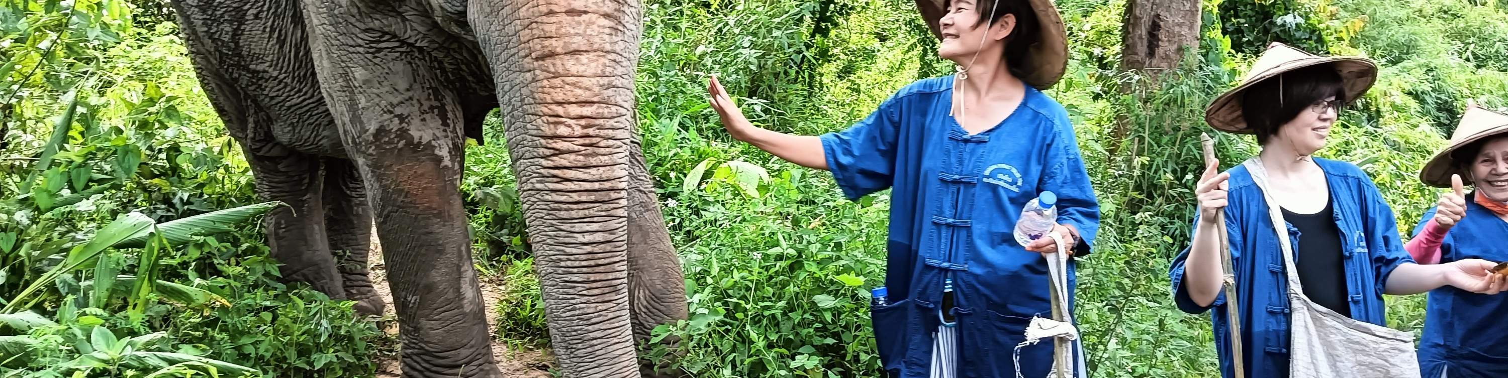 Join In From Entertainment Venue To Elephant Oasis: Chokchai Elephant