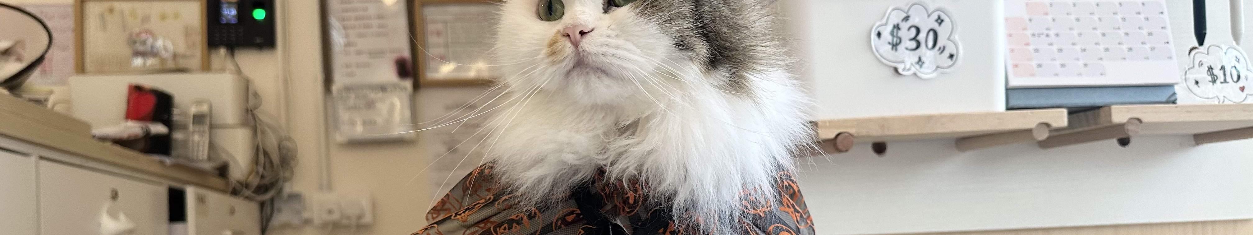 尖沙咀分店猫猫
