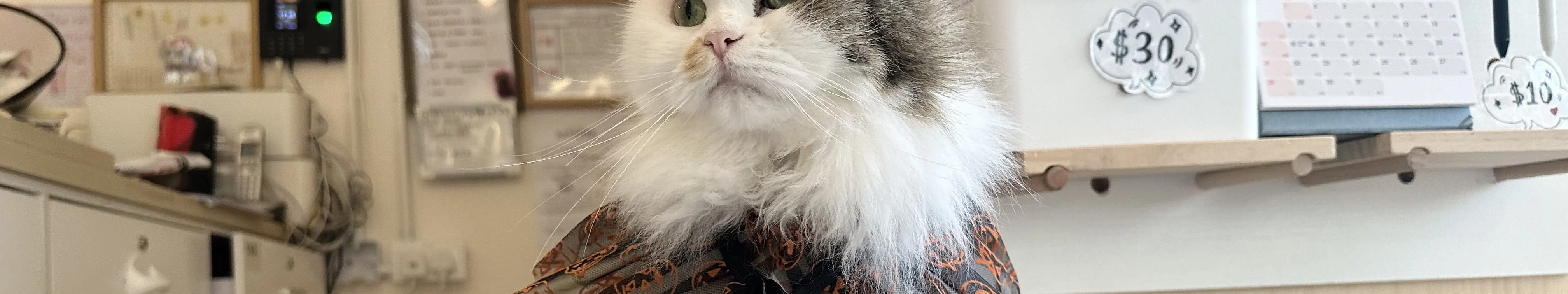 尖沙咀分店猫猫