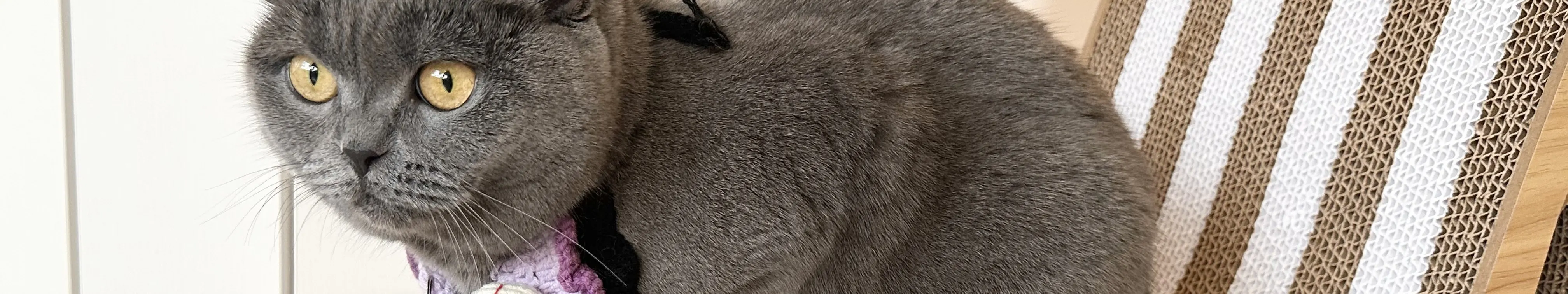 尖沙咀分店猫猫