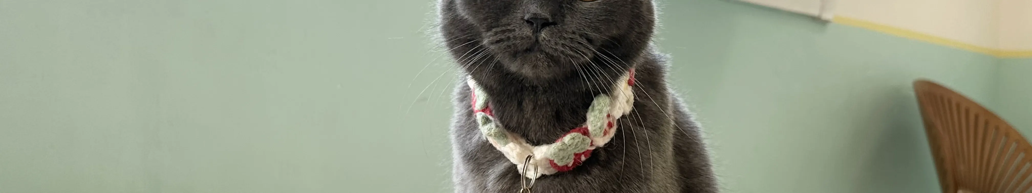 旺角分店猫猫