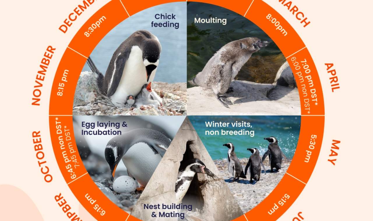 Billet pour la parade des manchots de Phillip Island