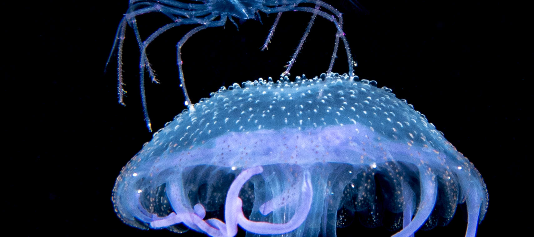 ePembelajaran PADI Enriched Air Diver