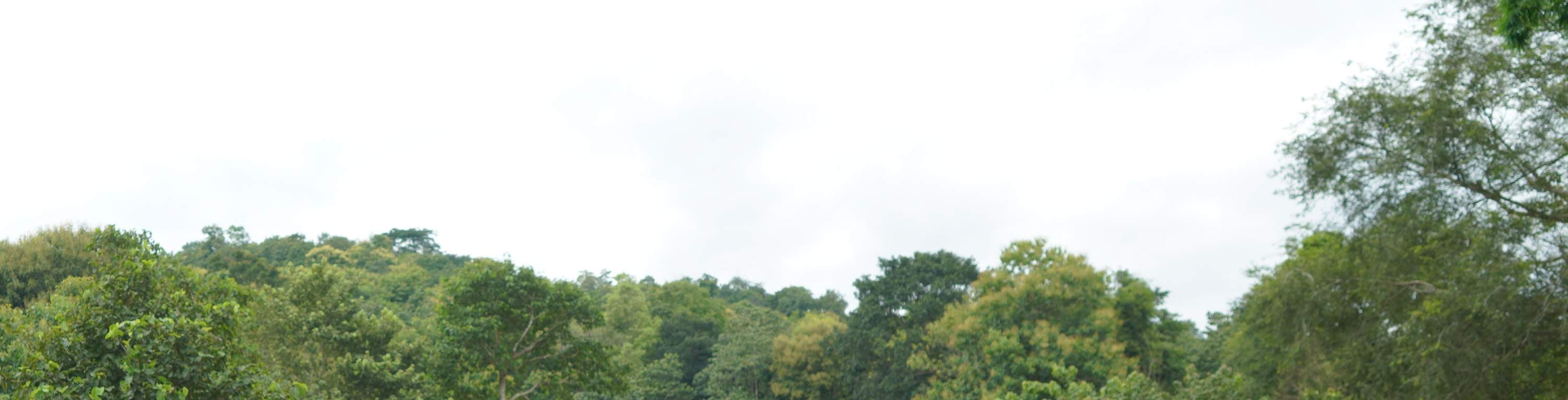 感謝您的參與，其中35%將用於支持大象棲息地、餵養等。