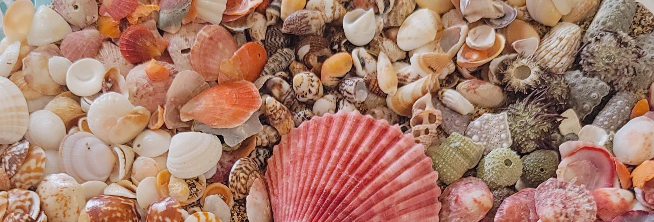 Ada banyak sekali kerang berwarna-warni dalam koleksi kami.