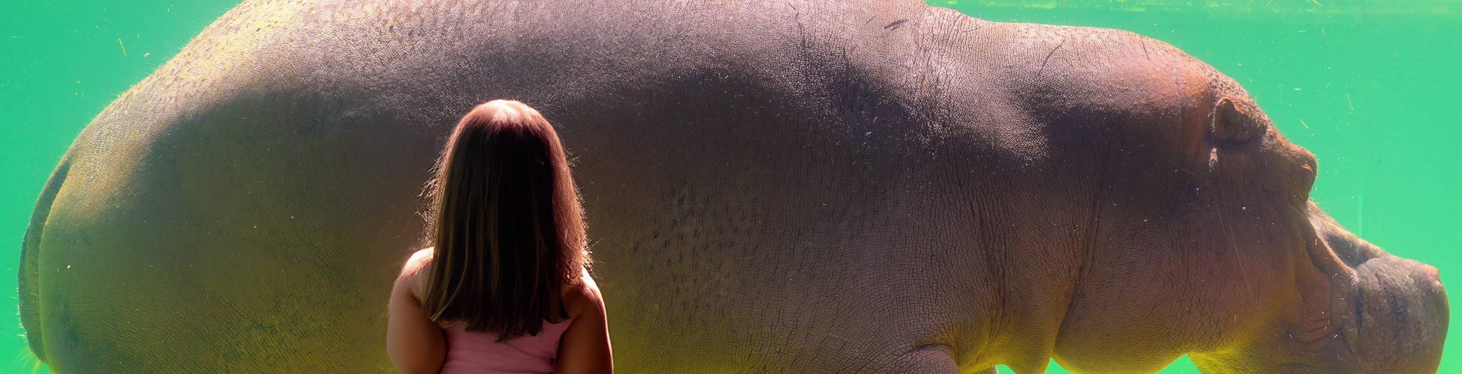 Cầu tại Safari Park