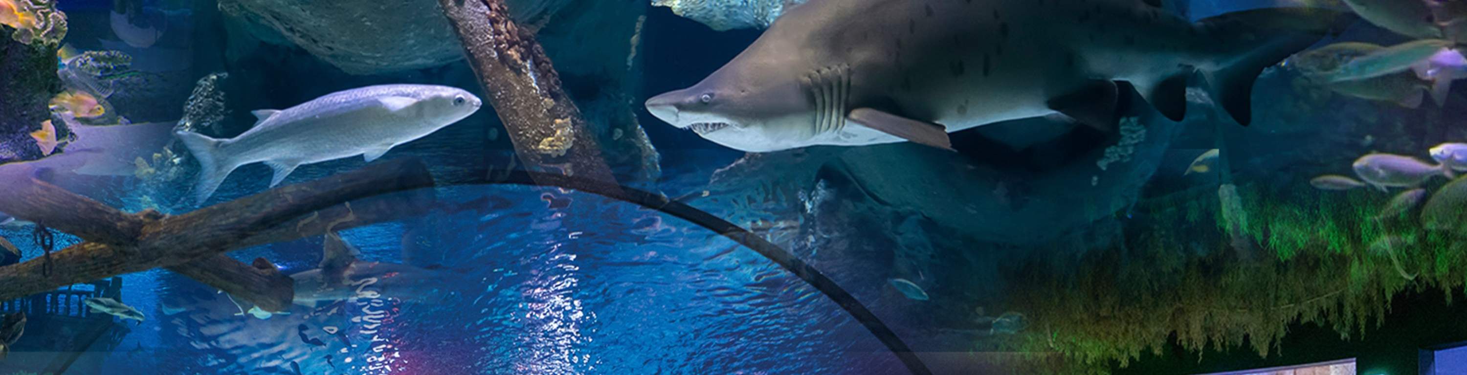 Billet d'entrée pour l'Aquarium d'Antalya et le Musée de Cire