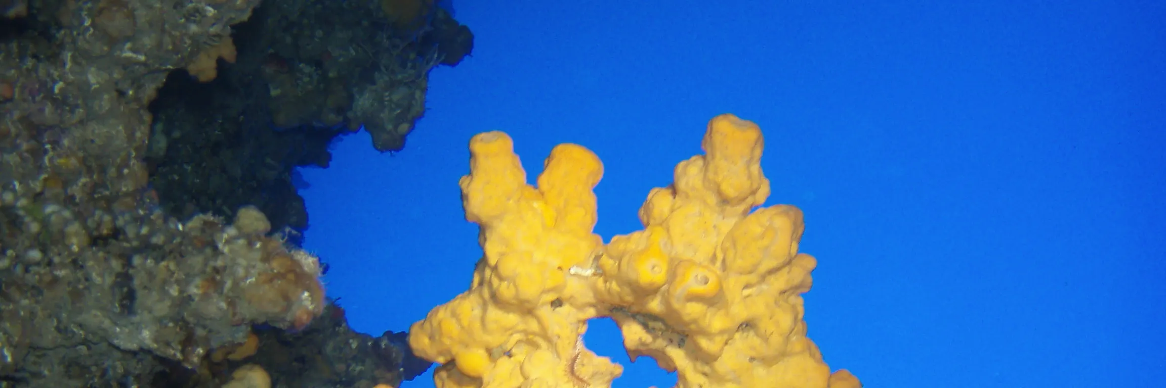 PADI 高氧空气潜水员
