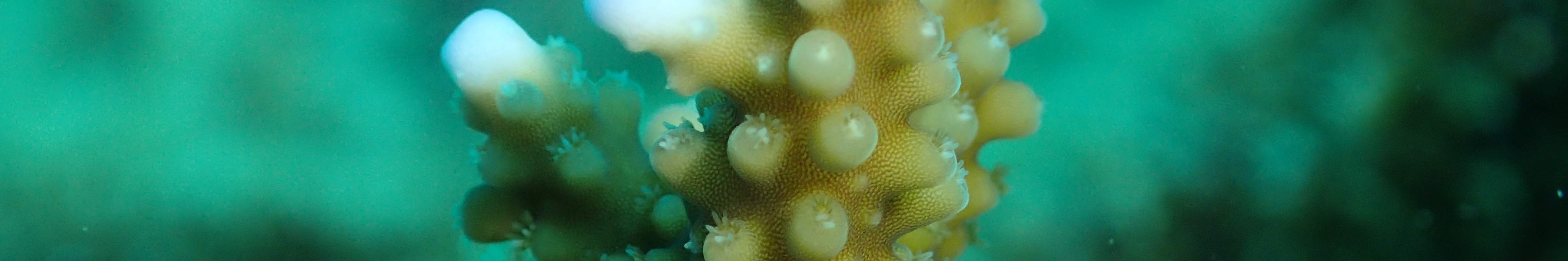 Ocean Quest Naturschutz-Tauchpaket