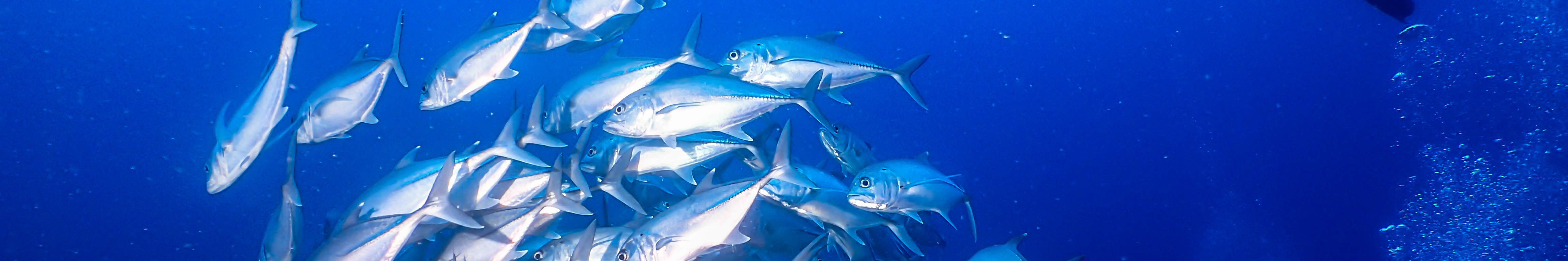 Voyage de plongée amusant