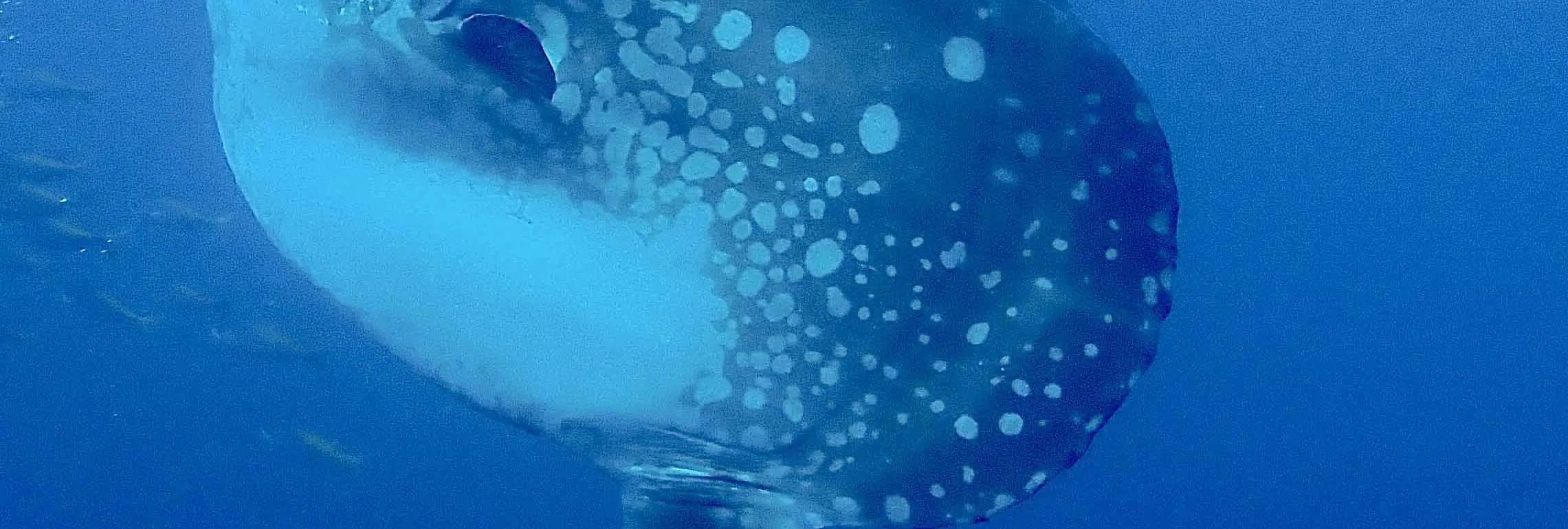 PADI 透过 2 次努沙佩尼达潜水体验水肺潜水