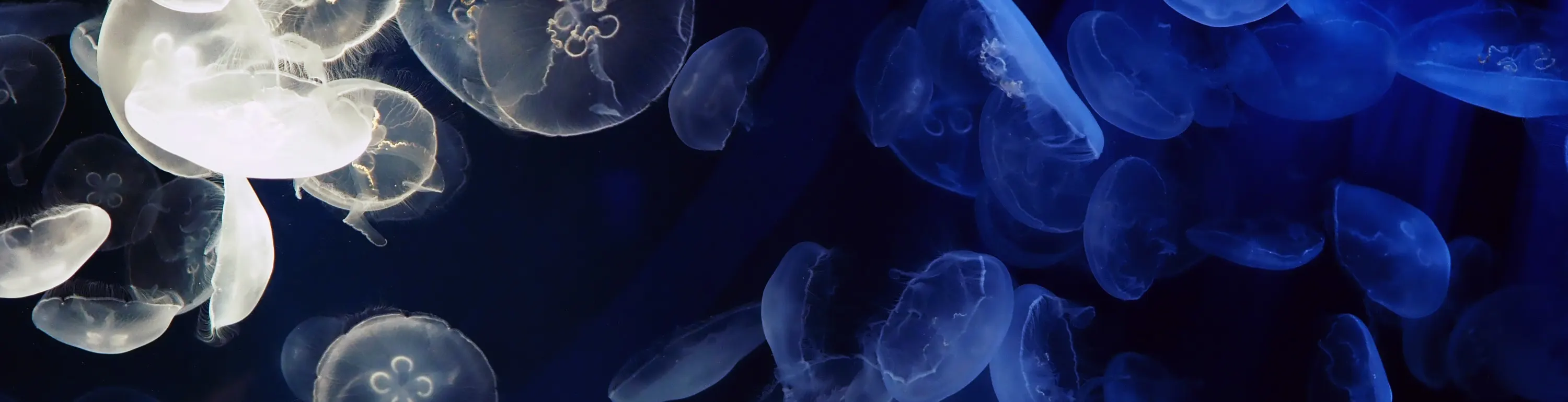 海螫