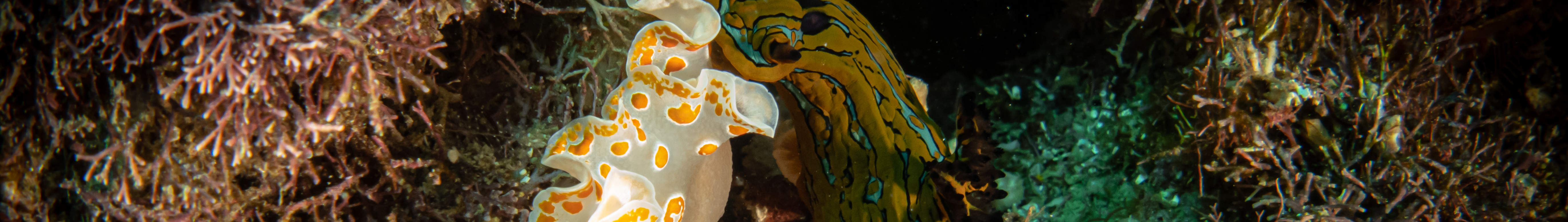 매크로 러버 다이브 패키지