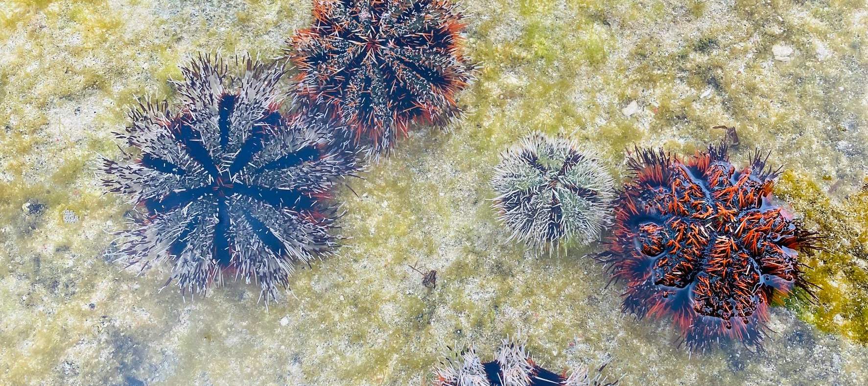 緑島ブルーホール秘境 / 眠れる森の美女古道＋仙人疊石シュノーケリング / 潮間帯ツアー