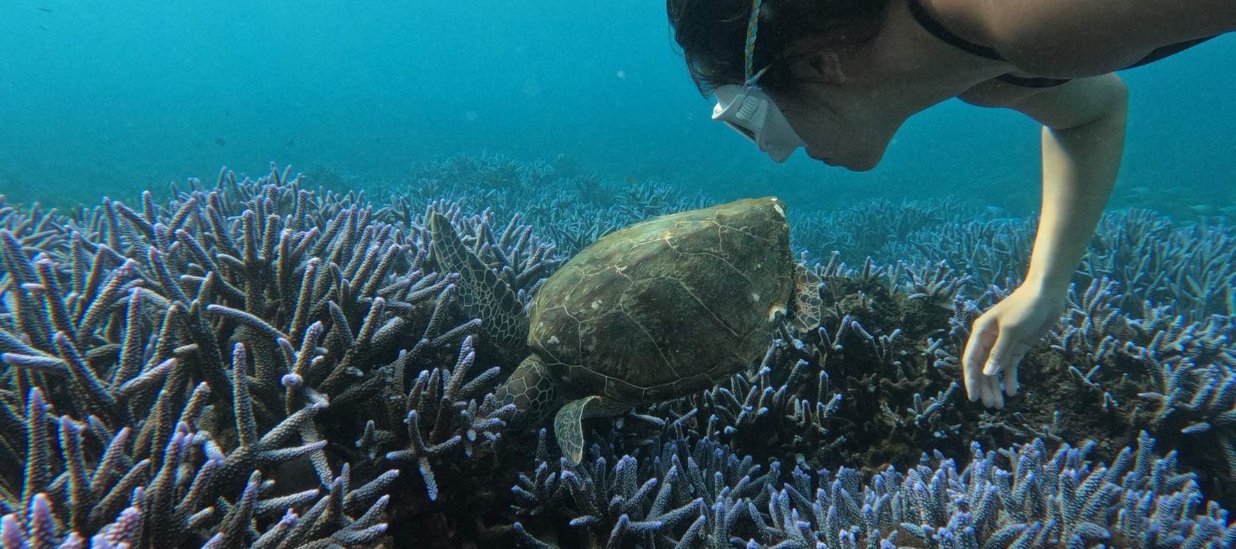 Penghu Island Hopping: Qimei & Jiangjun Island Secret Purple Coral Double Snorkeling