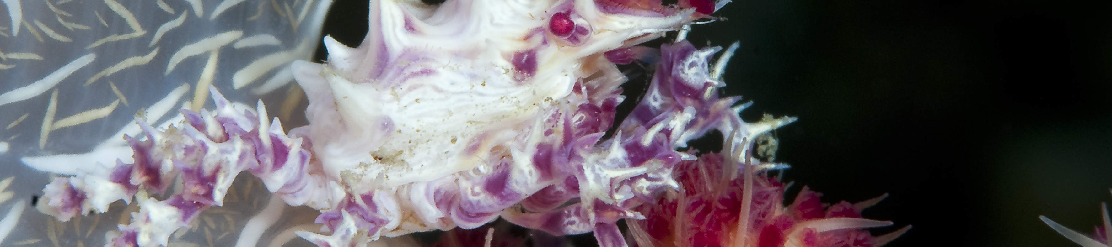 13:00 Tauchen in Cauayan