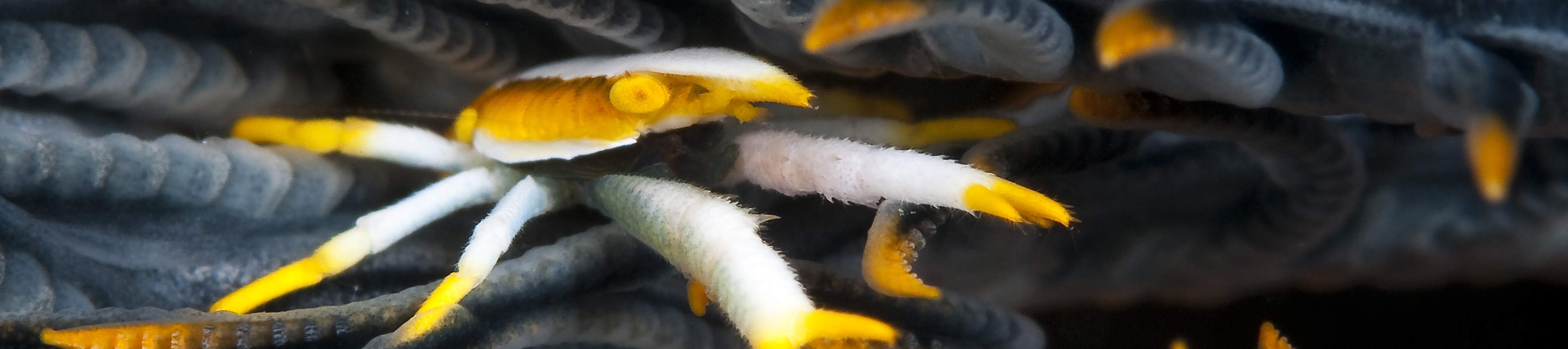 早上9点在卡瓦延潜水