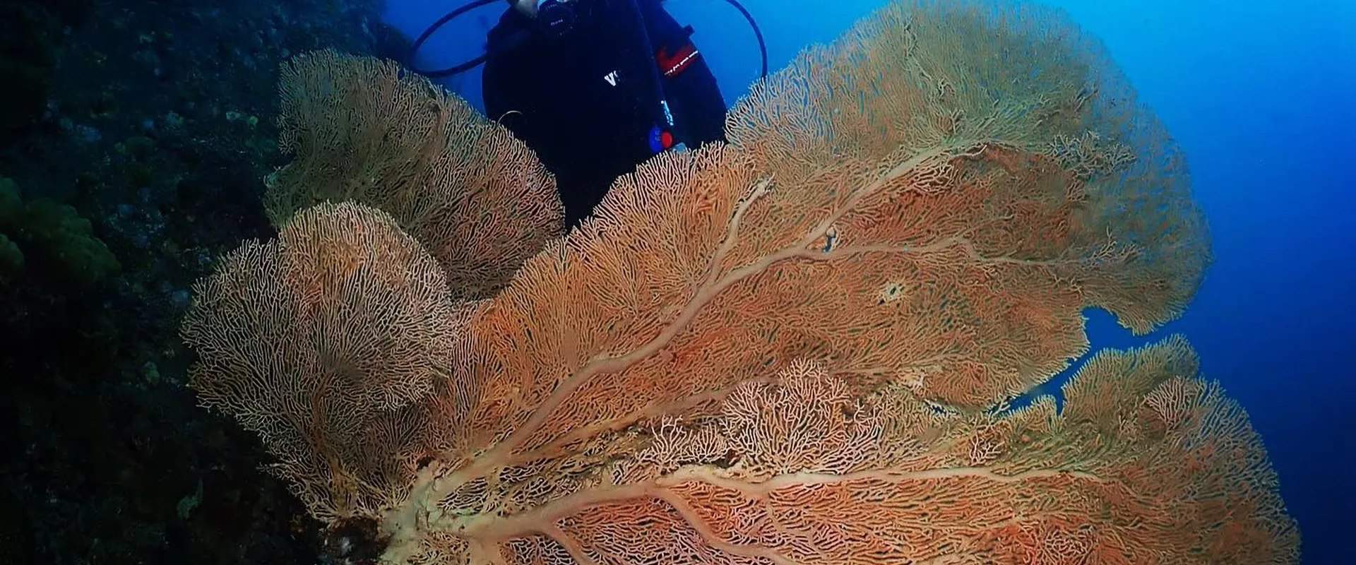 Đắm mình vào thế giới dưới nước kỳ diệu của Tioman khi bạn hoàn thành Khóa Nâng Cao toàn diện của chúng tôi