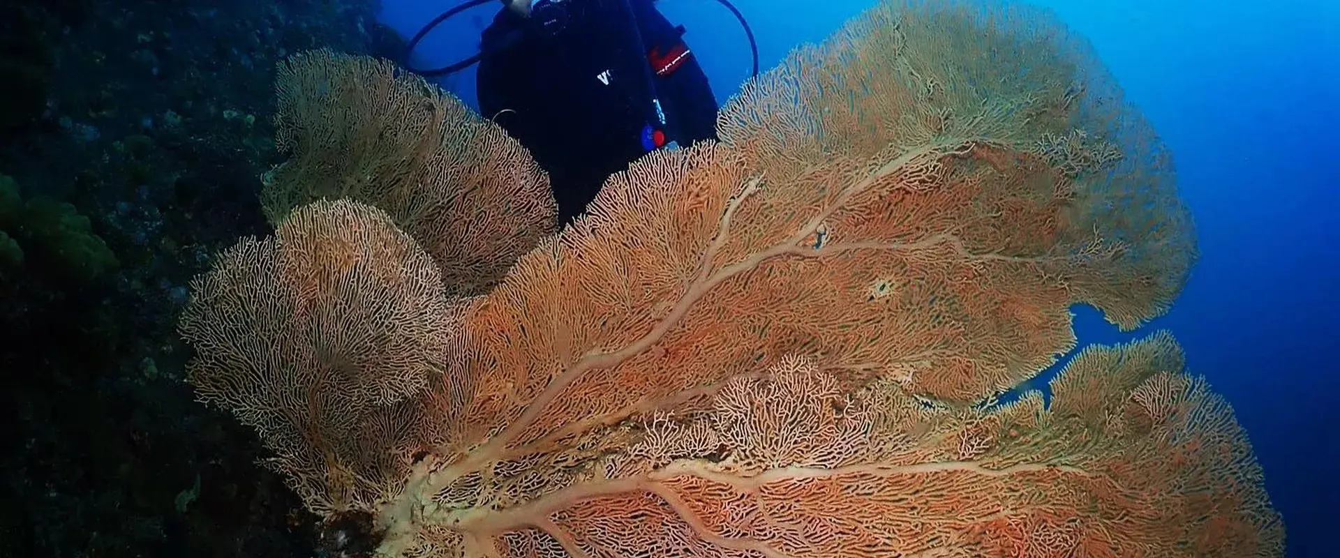 通过我们全面的高级课程，沉浸在刁曼岛海底世界的奇妙之中