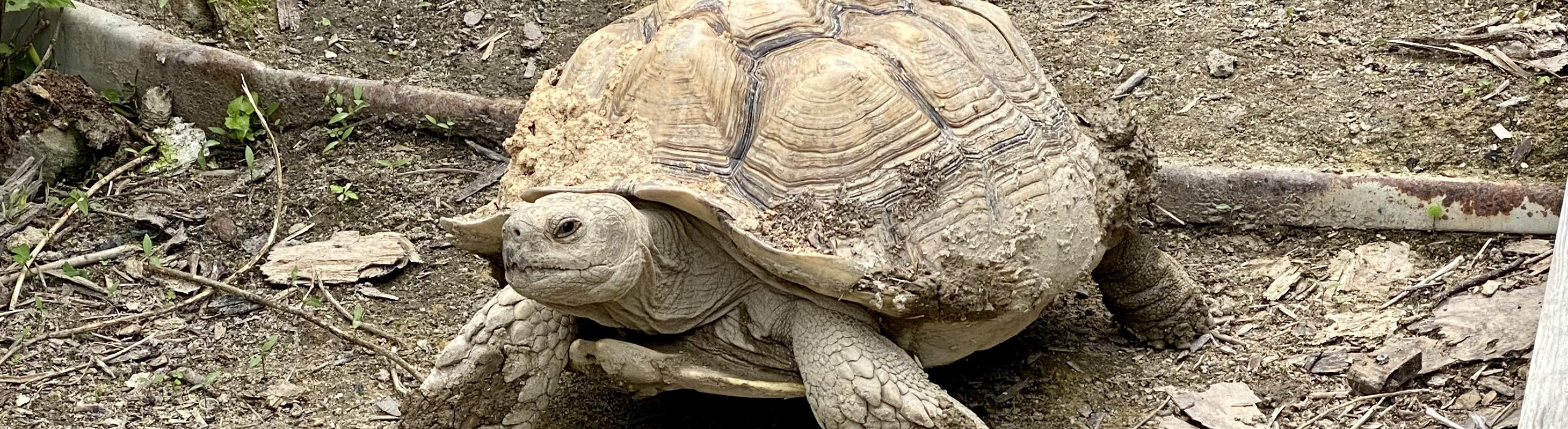 コーヒー焙煎＋藍染め体験