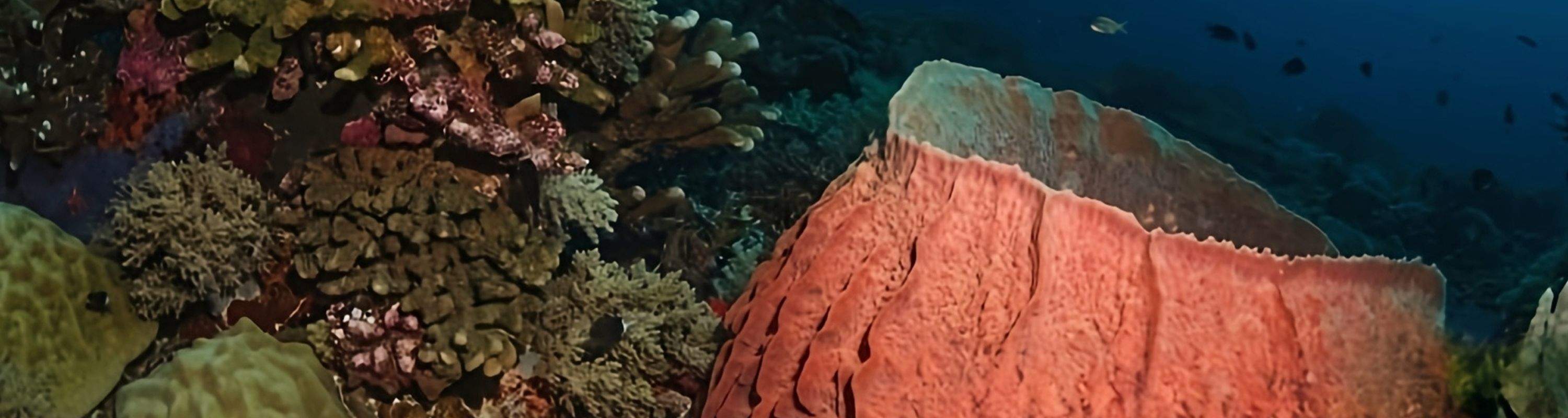 Siquijor: Freediving Adventure with Lunch and Beach Time