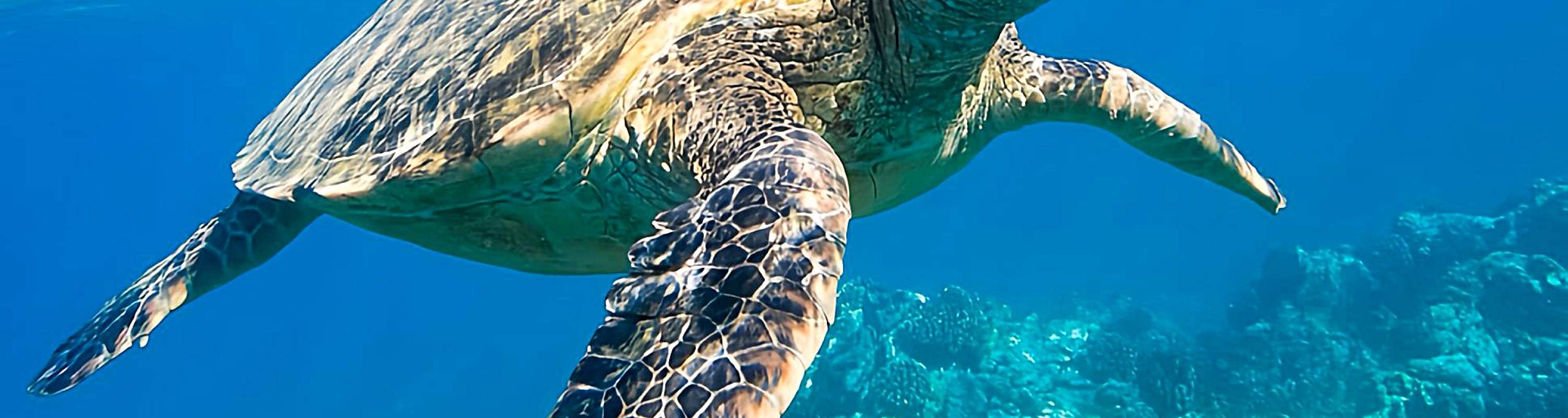 ทริปสำรวจเกาะ 3 วัน 2 คืน จาก เอลนิโด ไปยัง โครอน หรือในทางกลับกัน