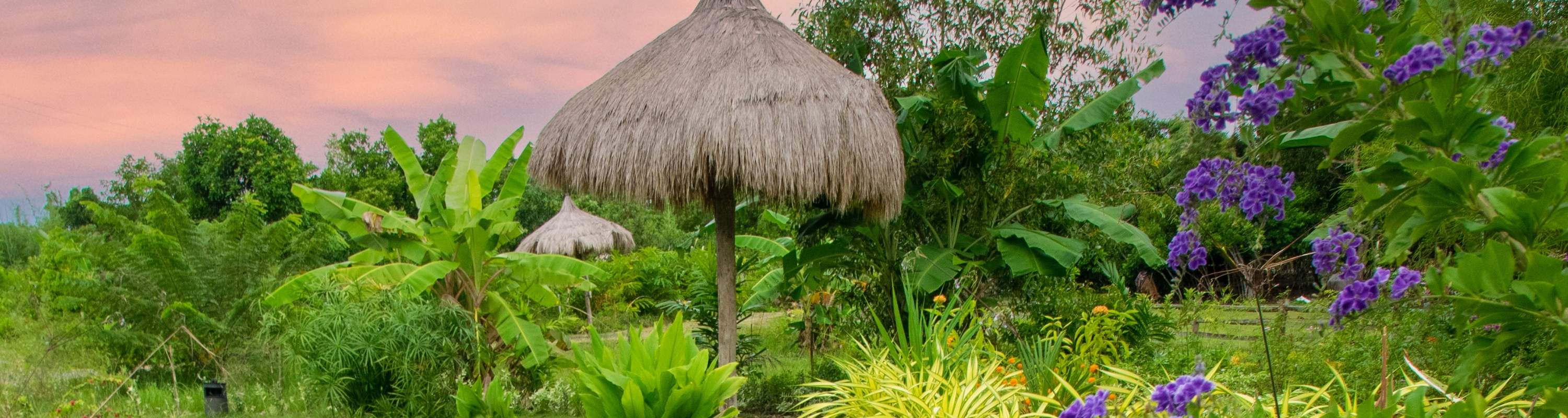 사우스 팜의 코이