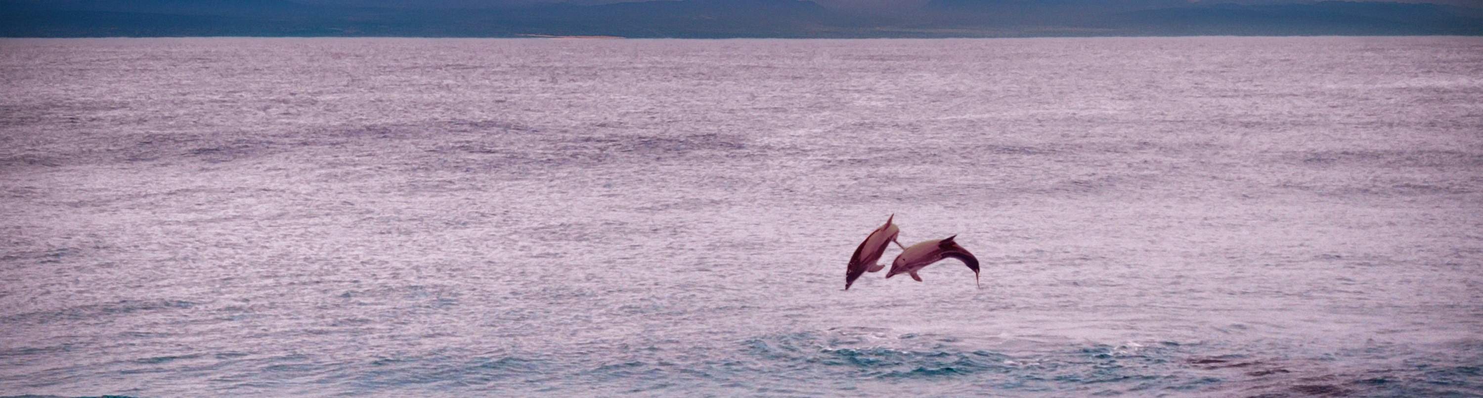Marsa Alam - Tour đêm nhà cá heo Sataya 