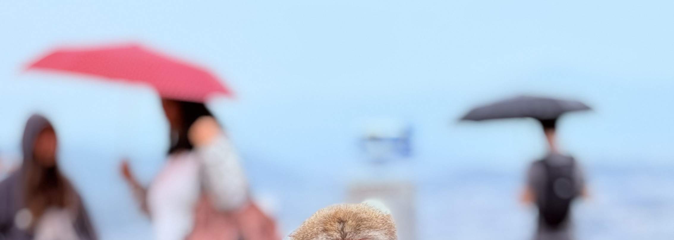 Kyoto Arashiyama Wanderung: Bambuswald, Affen, Zen & Geheimnisse