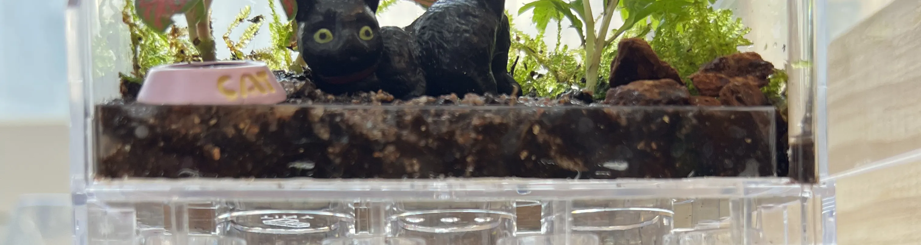 手作班房 - 微景观植物生态工作坊 Mini Terrarium Workshop｜铜锣湾