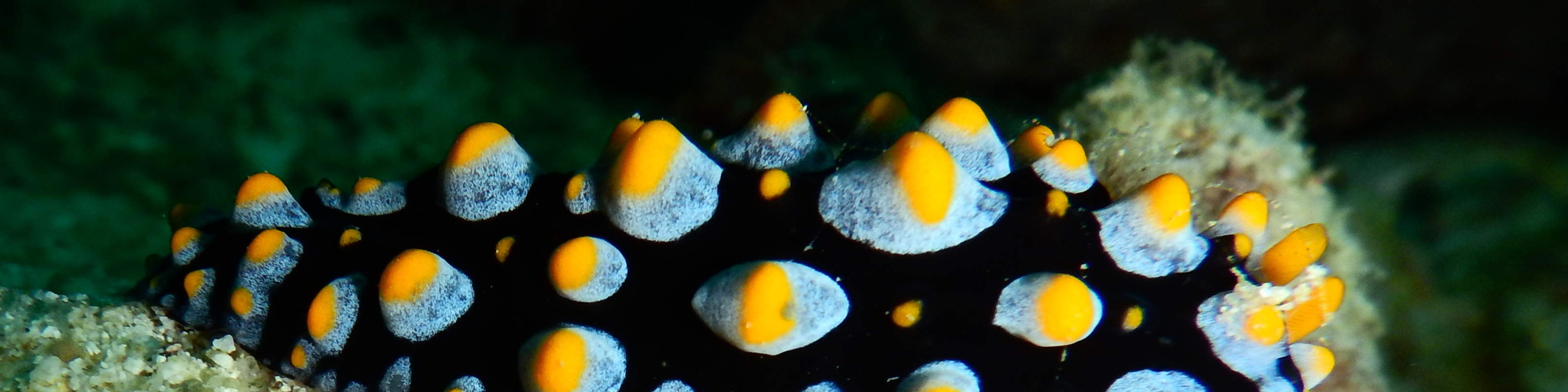 PADI Enriched Air Diver (Nitrox)